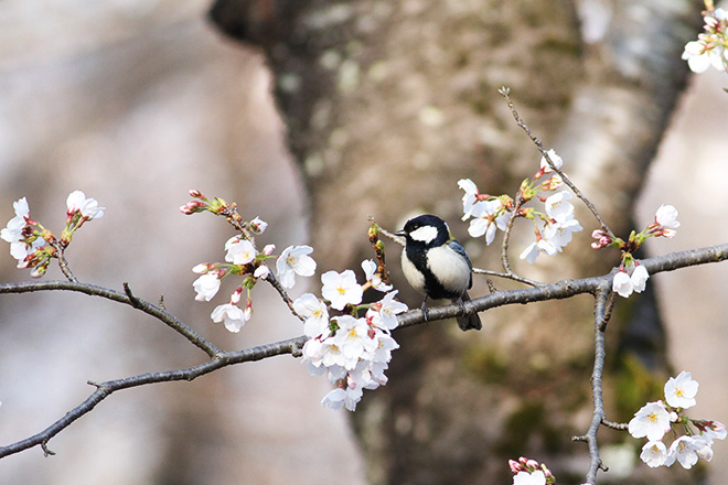 シジュウカラの画像