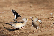 コイカル♀とシメの画像