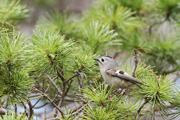 キクイタダキの画像