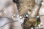 シジュウカラの画像