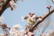 サクラにスズメの画像