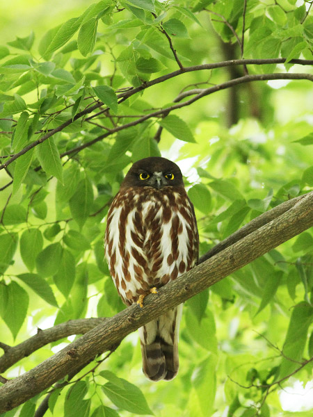 アオバズクの画像