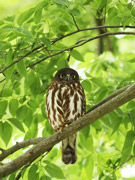 アオバズクの画像