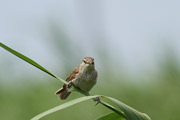 オオヨシキリの画像
