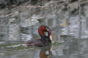 カイツブリの画像