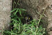 アオバズクの画像