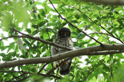 アオバズクの画像