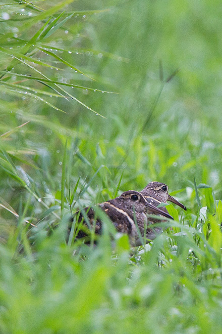 タマシギの画像