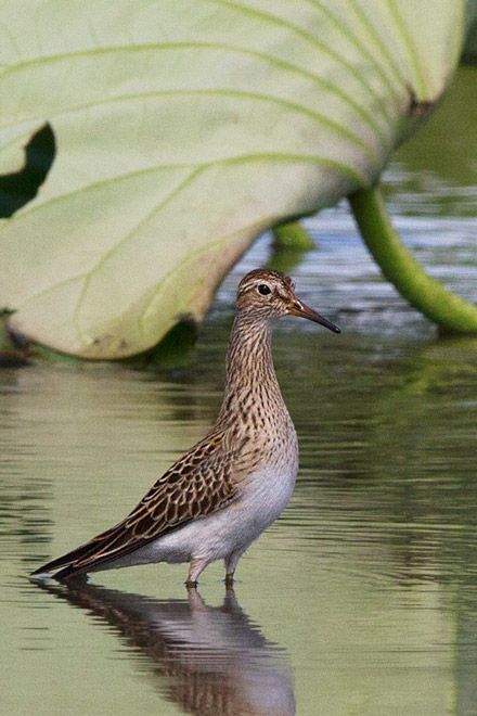 アメリカウズラシギの画像