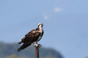 ミサゴ ミサゴの画像