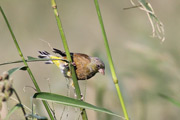 カワラヒワ カワラヒワの画像