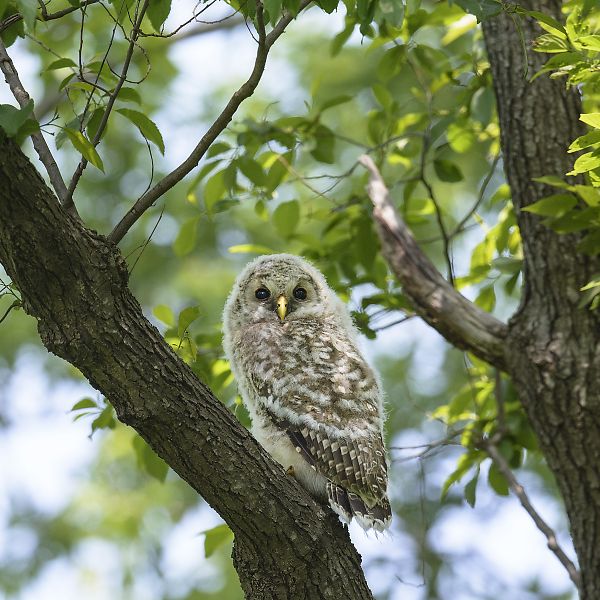 フクロウの画像