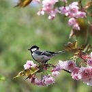 シジュウカラ シジュウカラの画像