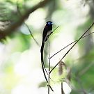 サンコウチョウ サンコウチョウの画像