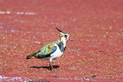 タゲリ タゲリの画像