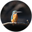 カワセミ カワセミの画像