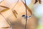 エナガ エナガの画像