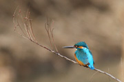 カワセミ カワセミの画像