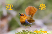 コマドリ コマドリの画像