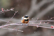 ヤマガラ ヤマガラの画像