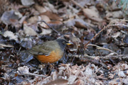 オオアカハラ オオアカハラの画像