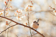 エナガの画像