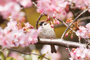 桜にスズメ 桜にスズメの画像