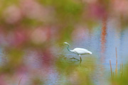 ダイサギ ダイサギの画像