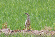 サンカノゴイ サンカノゴイの画像