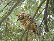 トラフズク トラフズクの画像