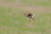 ヒバリ ヒバリの画像