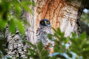 アオバズク アオバズクの画像
