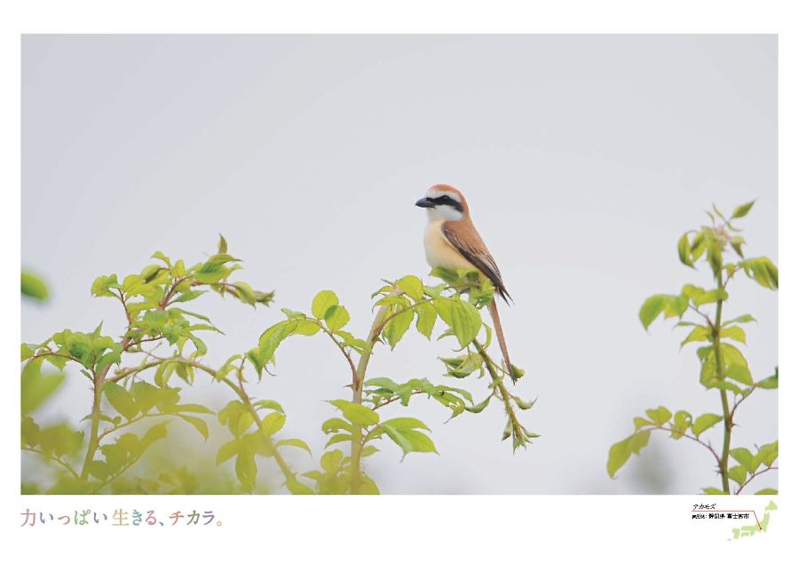 アカモズ