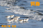 ミユビシギ ミユビシギの画像