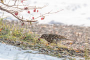 トラツグミ トラツグミの画像