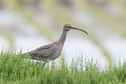 チュウシャクシギ チュウシャクシギの画像