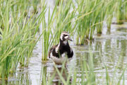 キョウジョシギ キョウジョシギの画像
