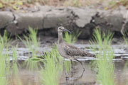 チュウシャクシギ チュウシャクシギの画像