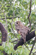 トラフズク トラフズクの画像