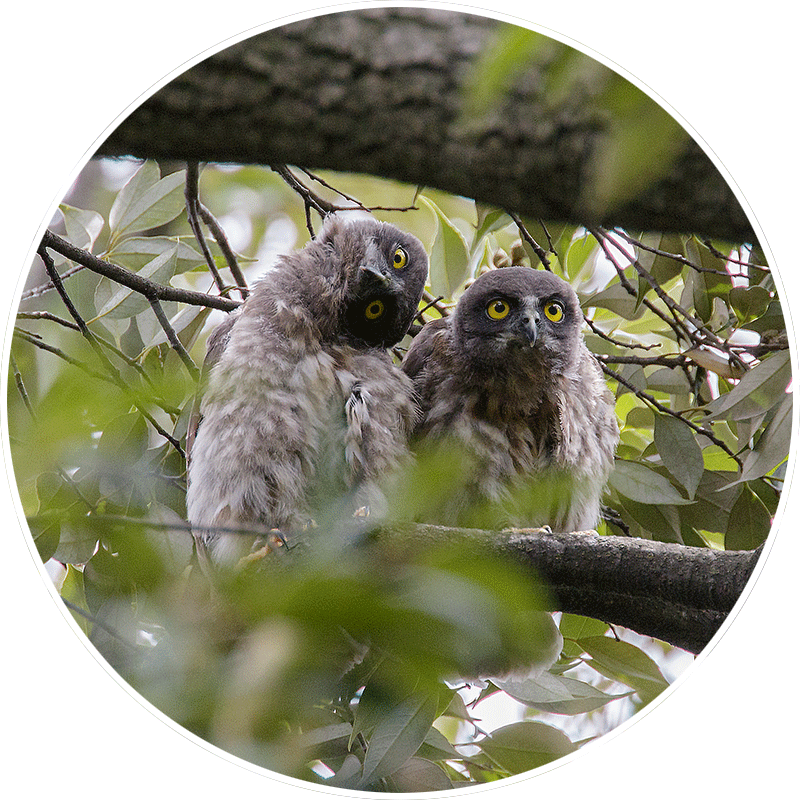 アオバズクの画像