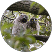 アオバズク アオバズクの画像