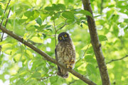 アオバズク アオバズクの画像