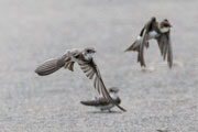 ショウドウツバメ ショウドウツバメの画像