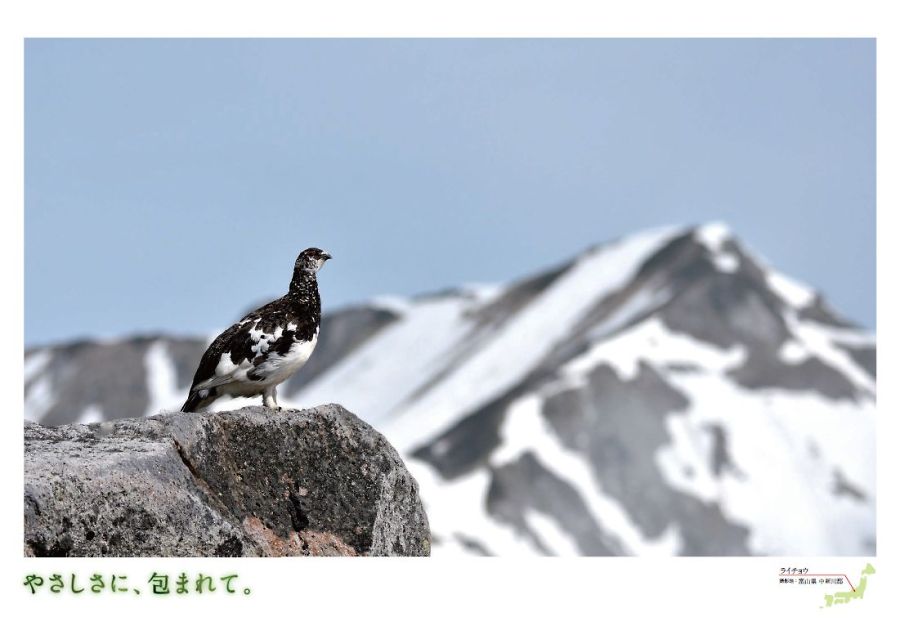 ライチョウ
