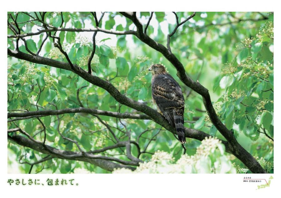オオタカ