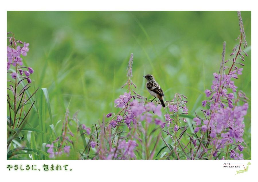 ノビタキ