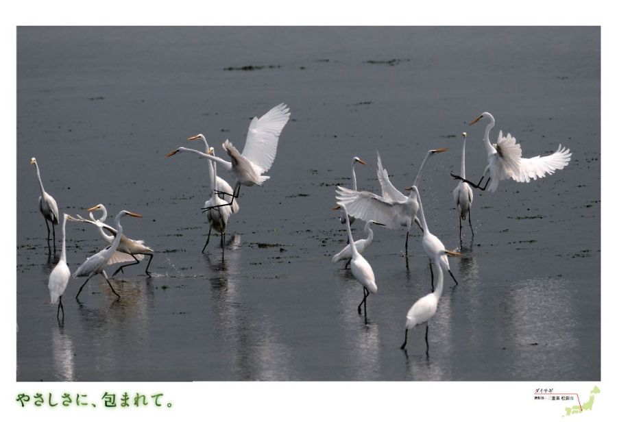 ダイサギ