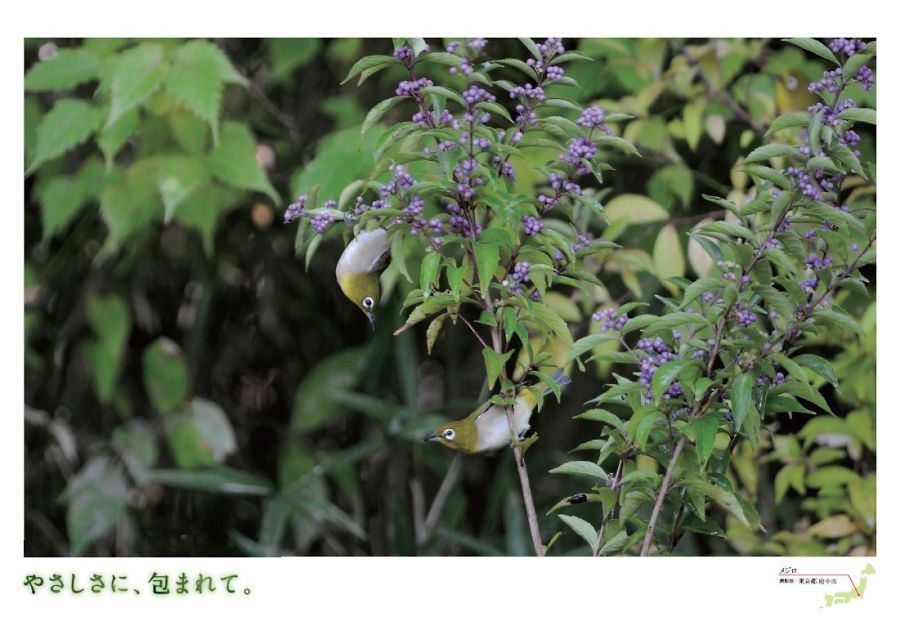 メジロ
