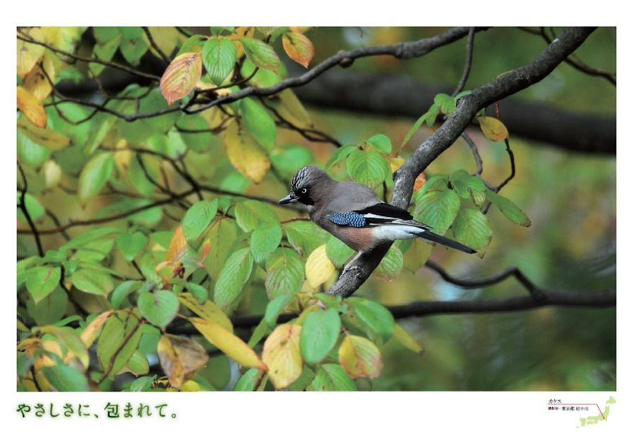 カケス