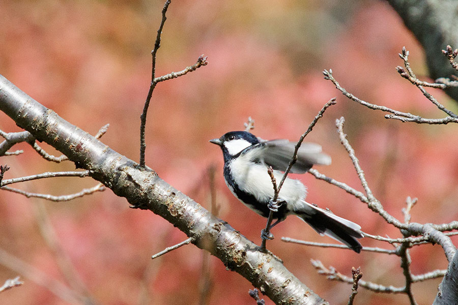 シジュウカラ シジュウカラの画像